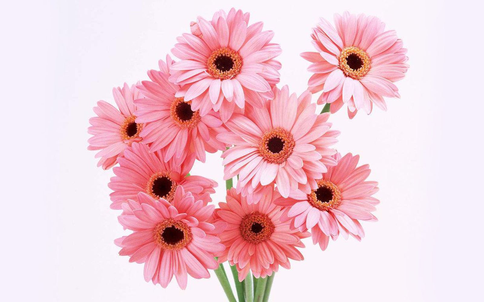 Tag Gerbera Flowers Wallpapers Backgrounds Photos Imagesand 1600x1000