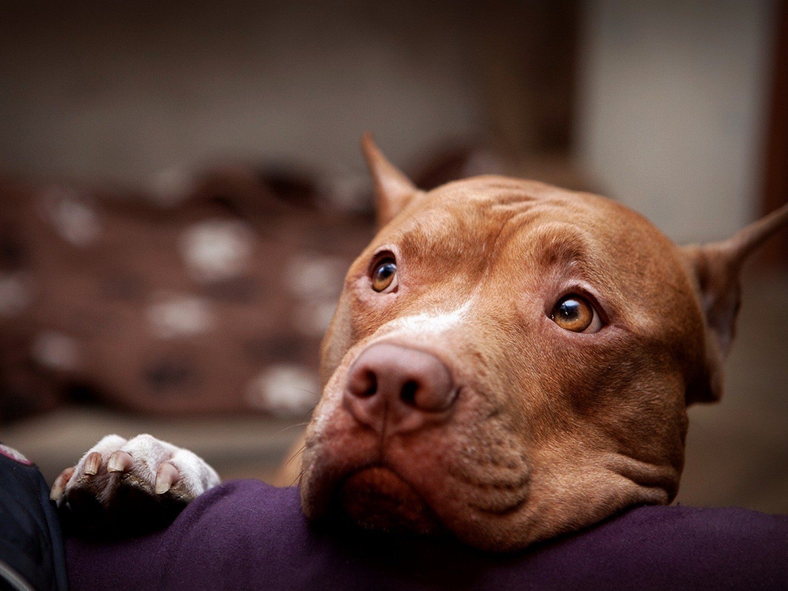 Free download American Pitbull Dogs HD Wallpapers [1600x1200] for your
