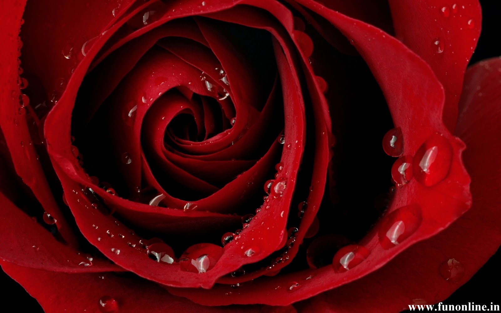 45+] 3D Red Roses Wallpaper - WallpaperSafari