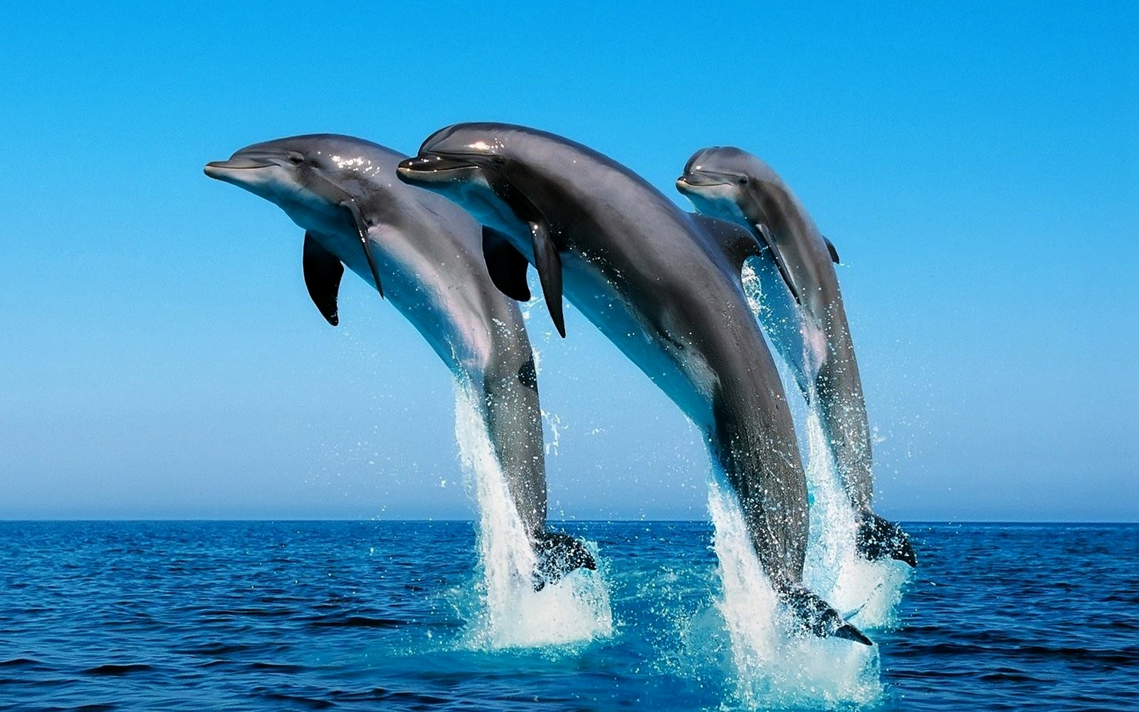 Cute Dolphins HD Wallpaper Collection In