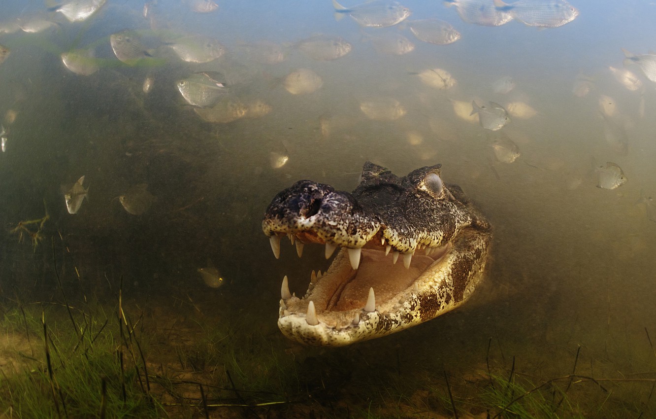 Wallpaper Brazil Brasil River Caiman Alligator Pantanal Mato