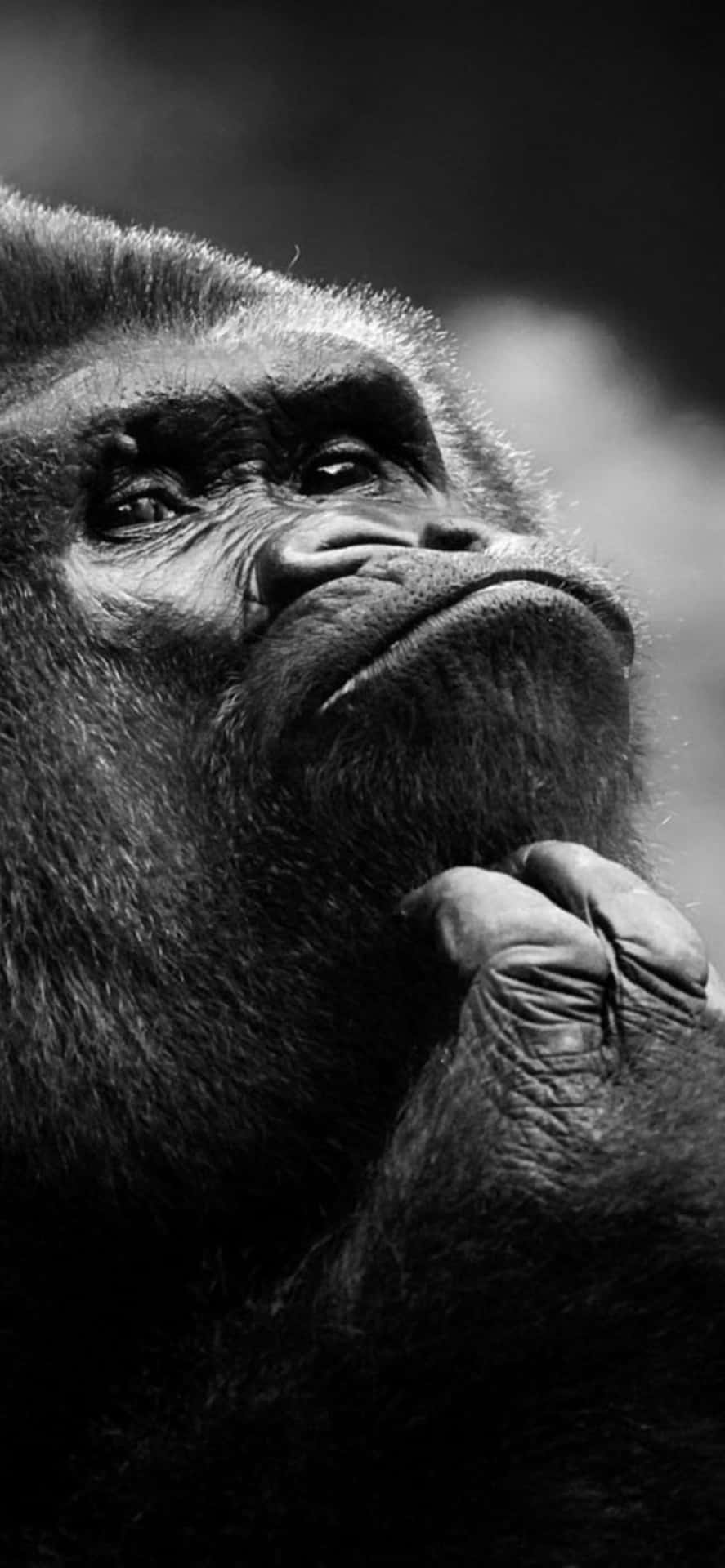 iPhone X Gorilla Background Wallpaper