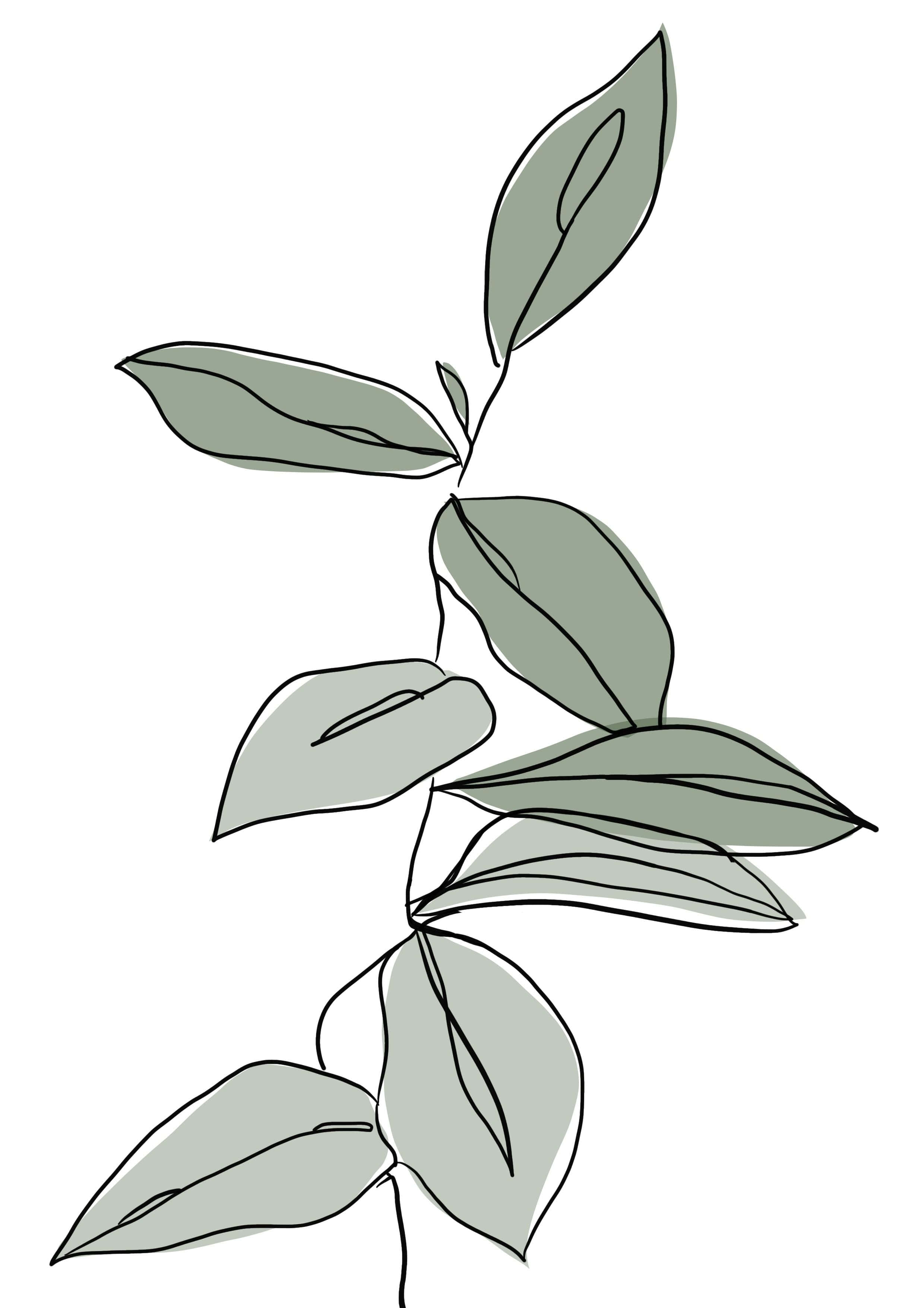 Outline Picture Wallpaper