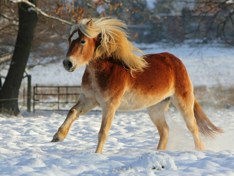 Beautiful Horse In Snow Wallpaper