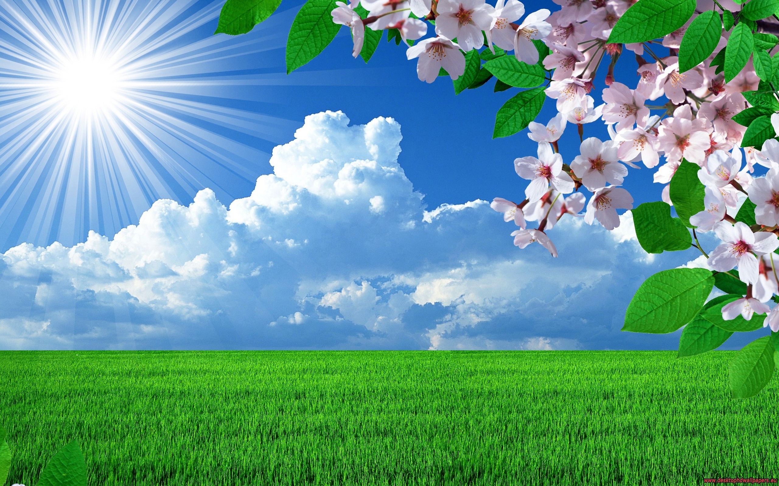 Sunny Spring Nature Wallpaper And Image