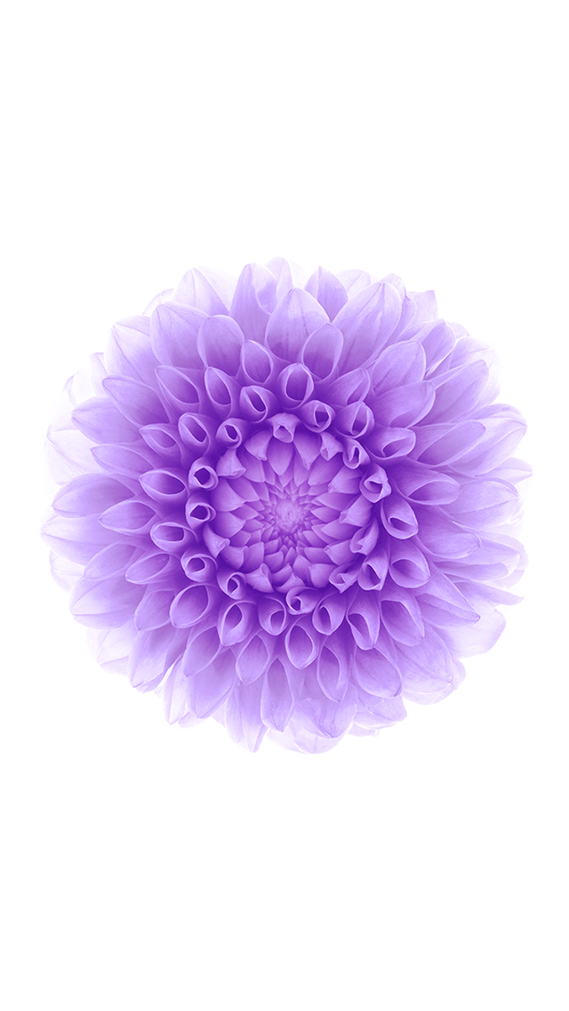 Ios Purple Flower White Background iPhone Wallpaper HD