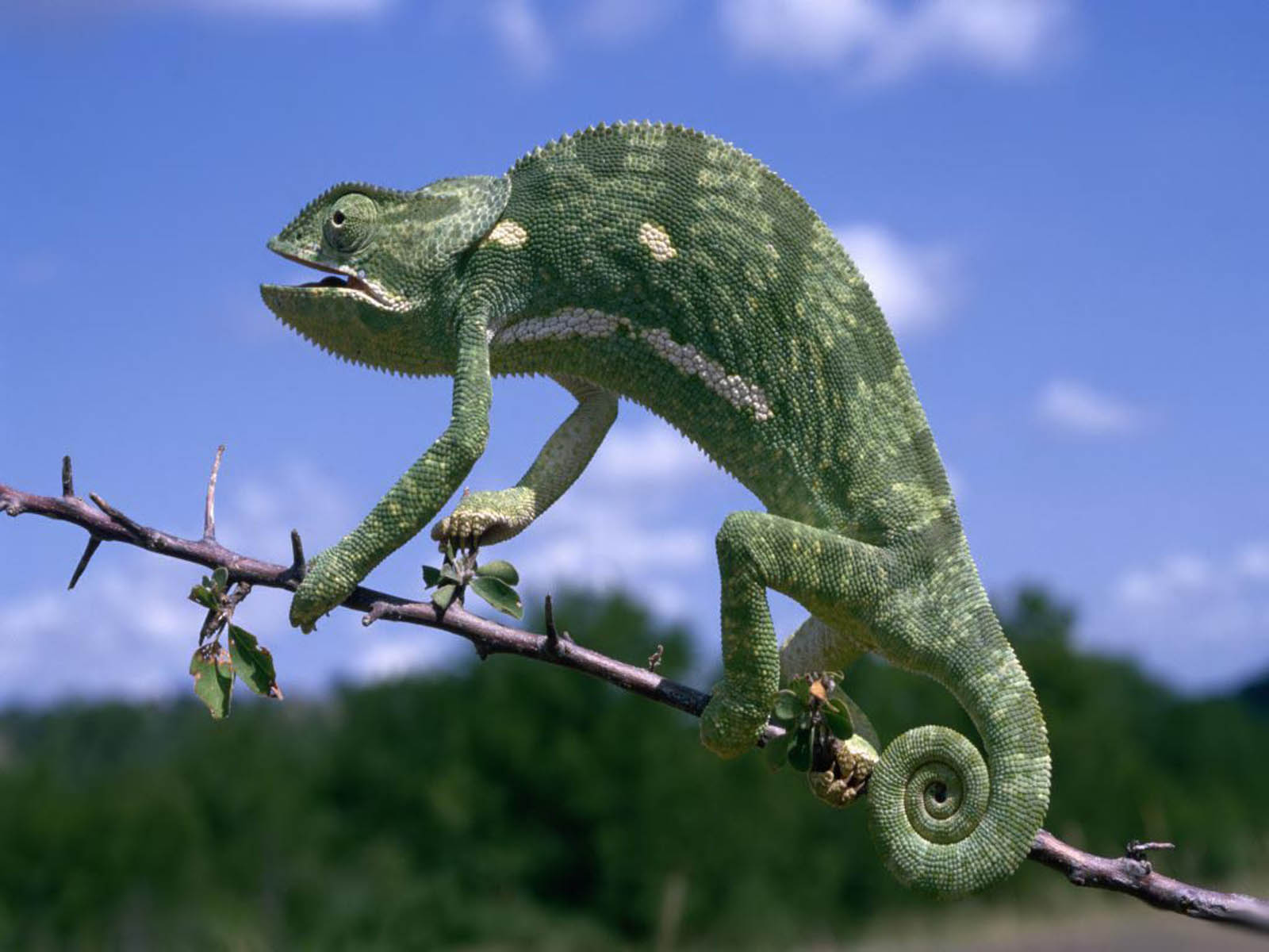 Chameleon Wallpaper Desktop