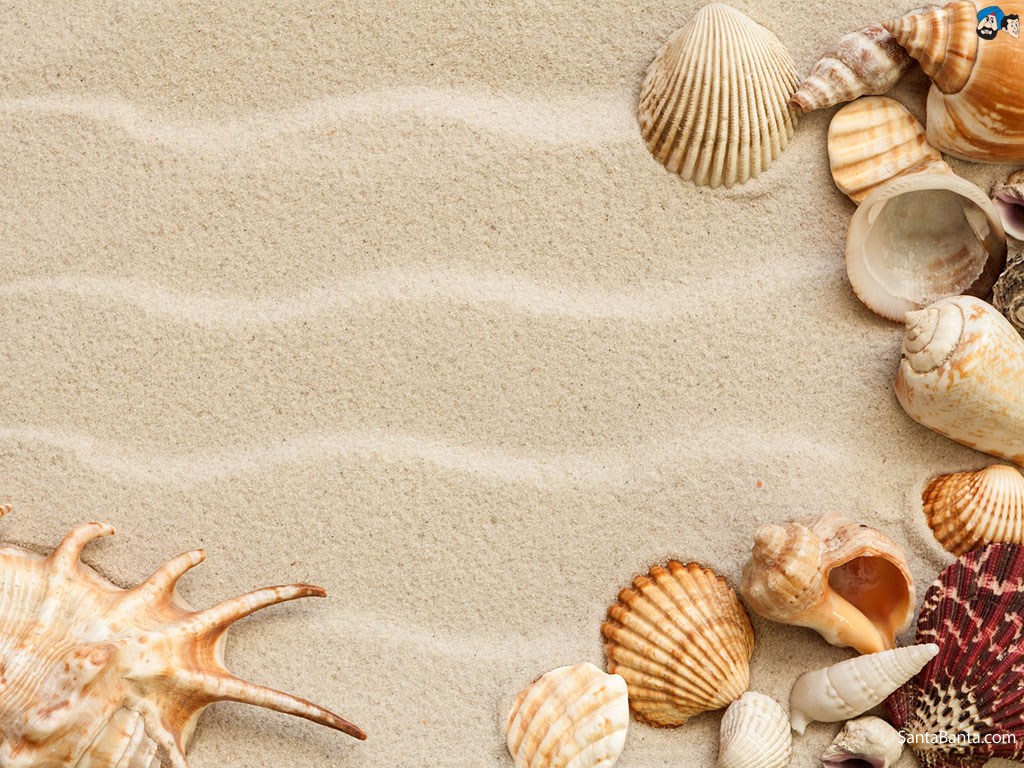 Sea shells in the beach 2K wallpaper download