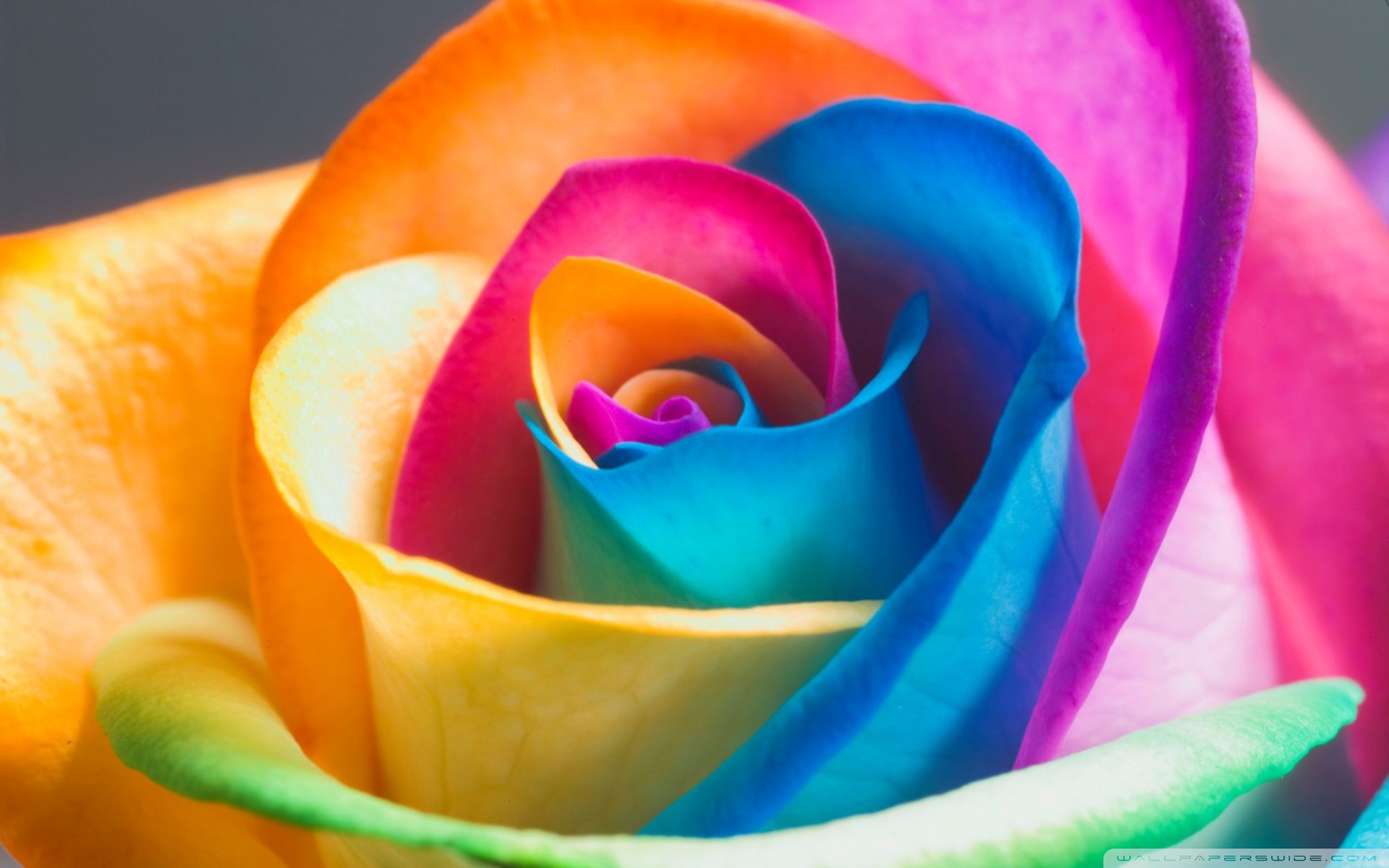 Or Widescreen Resolution Beautiful Rainbow Roses Wallpaper