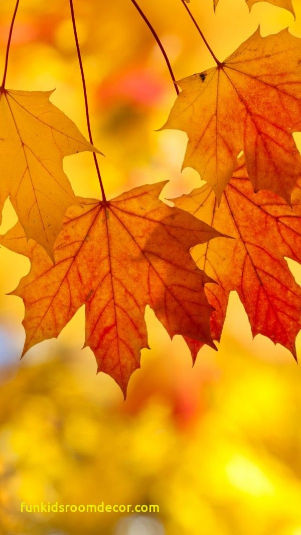 Lovely Fall Leaves Wallpaper iPhone Autumn