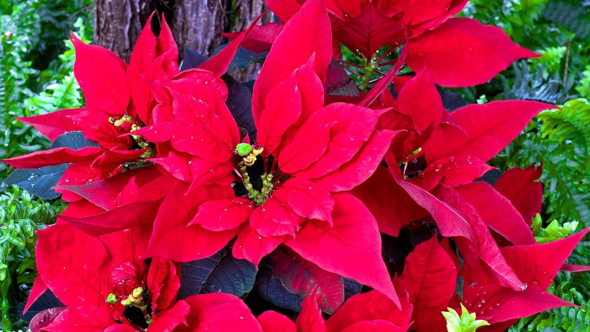 Pictures Of Poinsettias Flowers