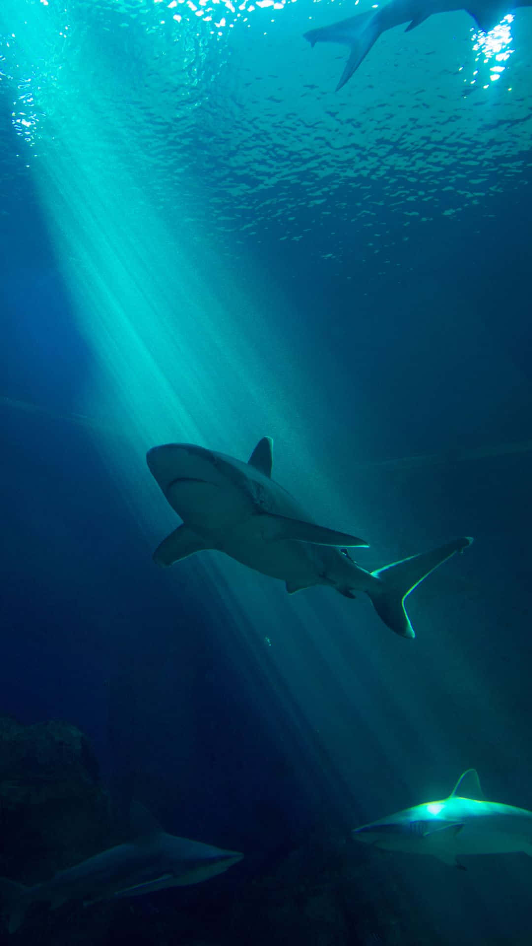 The Great Black Shark Portrait 5tc6anp96ufmkes2 Wallpaper