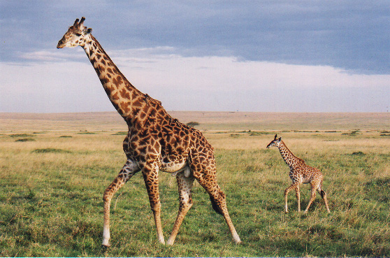 Giraffe Desktop Wallpaper