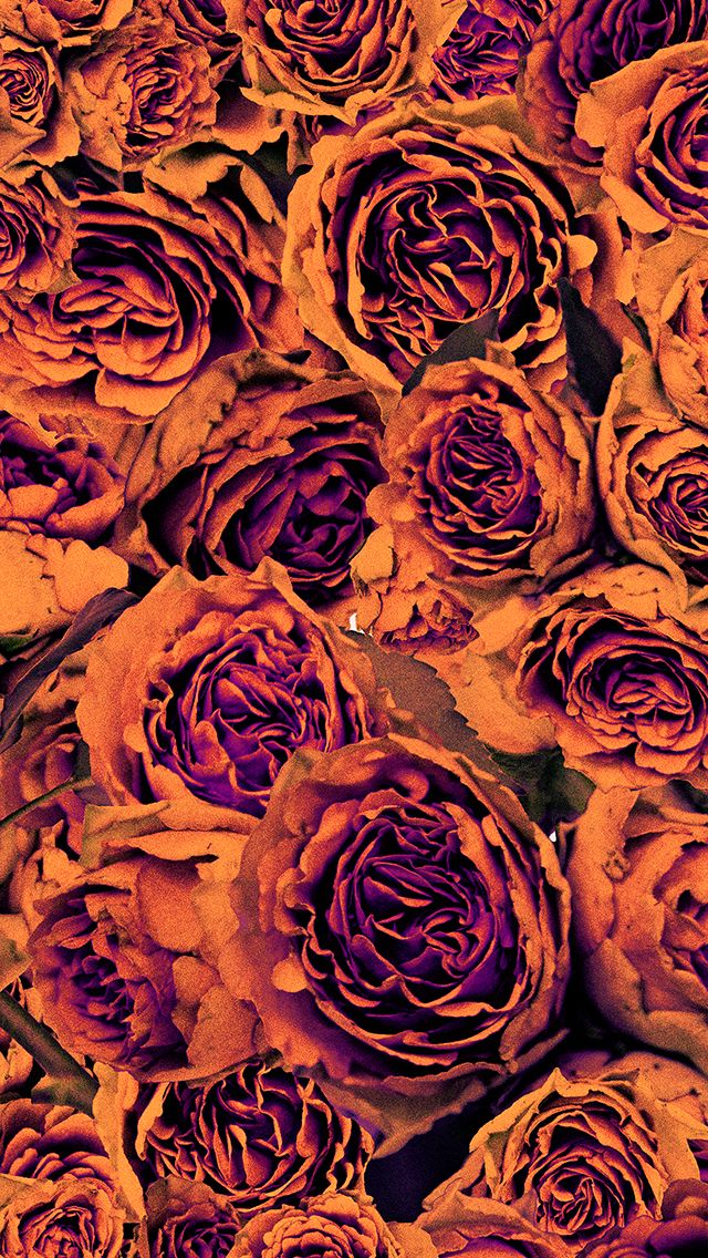 Orange Purple Autumn Floral Roses iPhone Phone Wallpaper