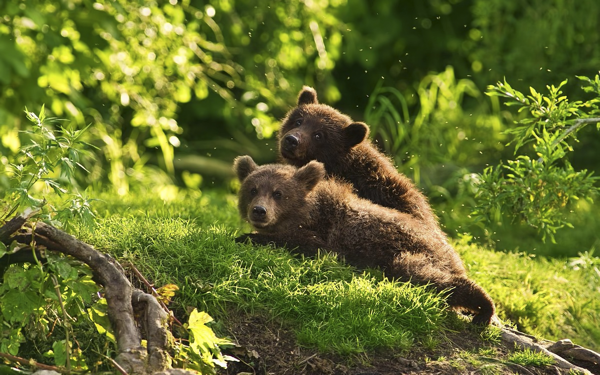 Wallpaper Brown Bear Lists Bears Animals Desktop