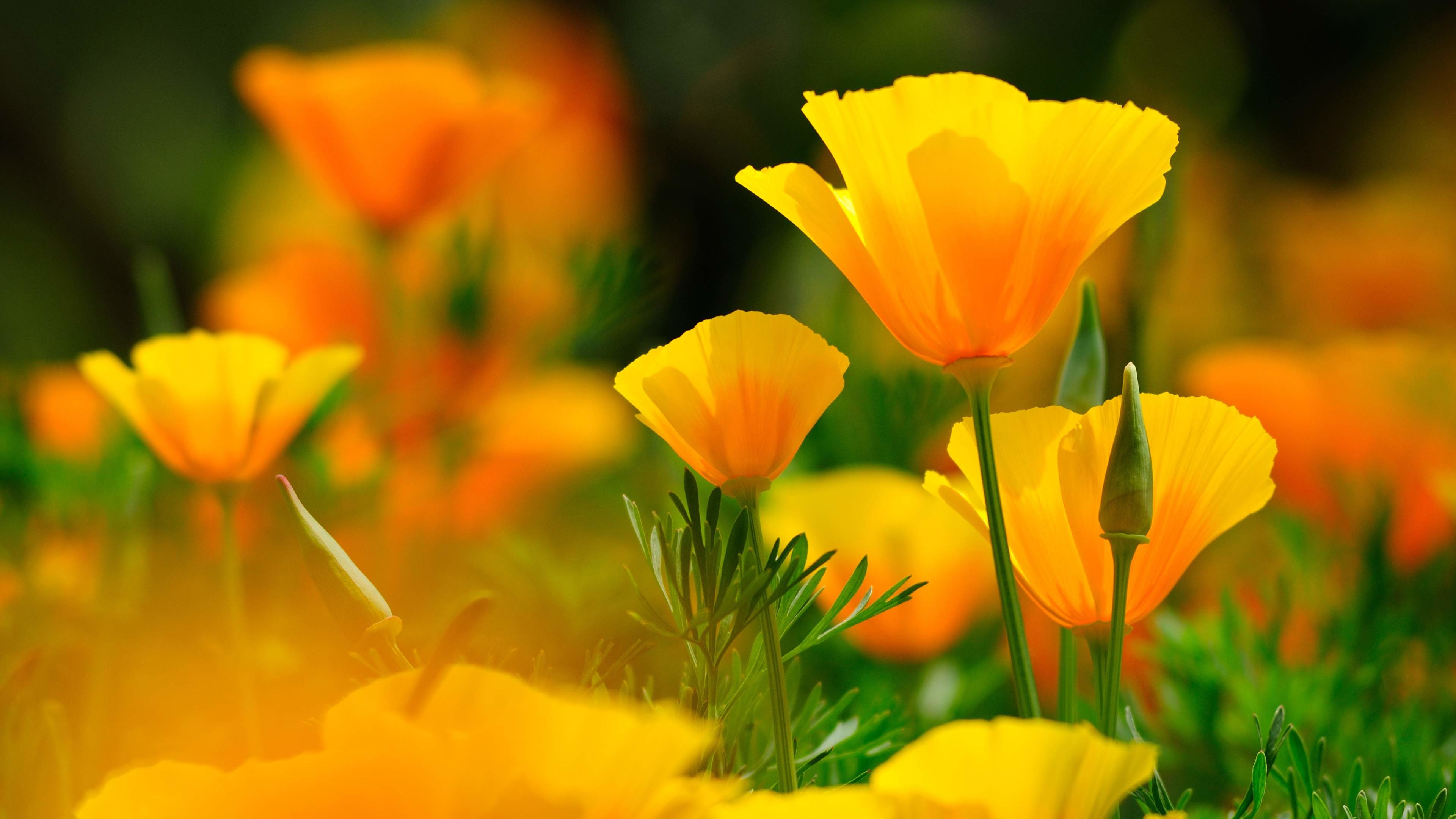 4k Flower Wallpaper