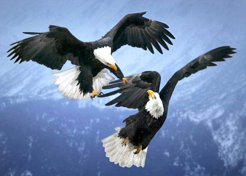 Eagle Painting Wallpaper Fighting Eagles