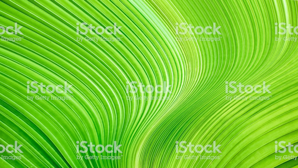 Verdant Green Leaf Smooth And Twist Lines Background Abstract