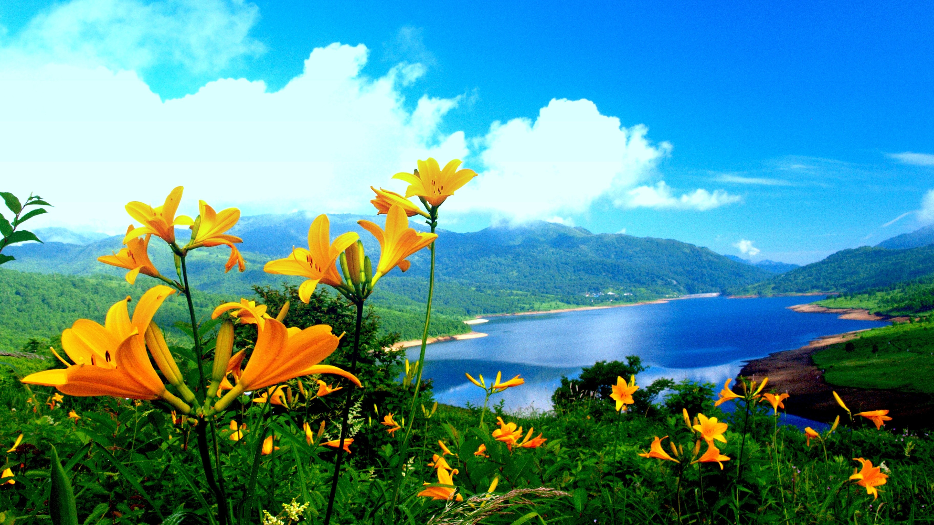 Vibrant yellow daylilies overlooking a serene blue lake and rolling green hills, under a bright summer sky