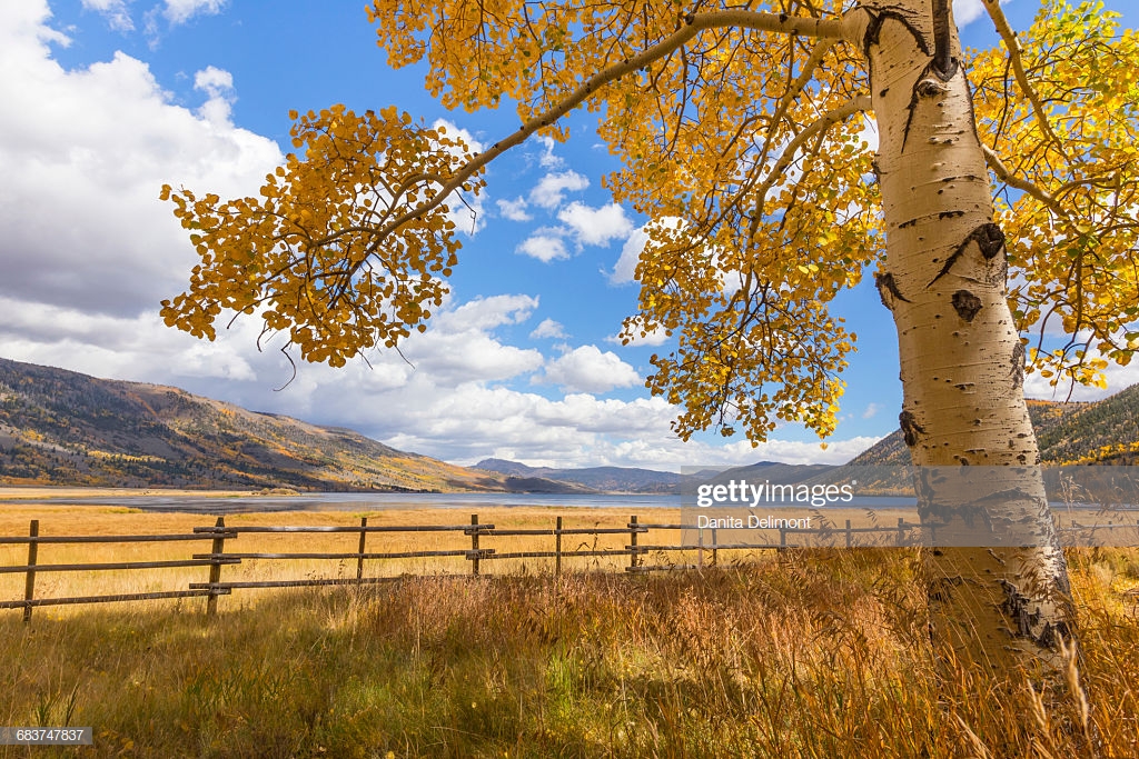 Aspen Tree With Blue Sky In Background Of Fish Lake And