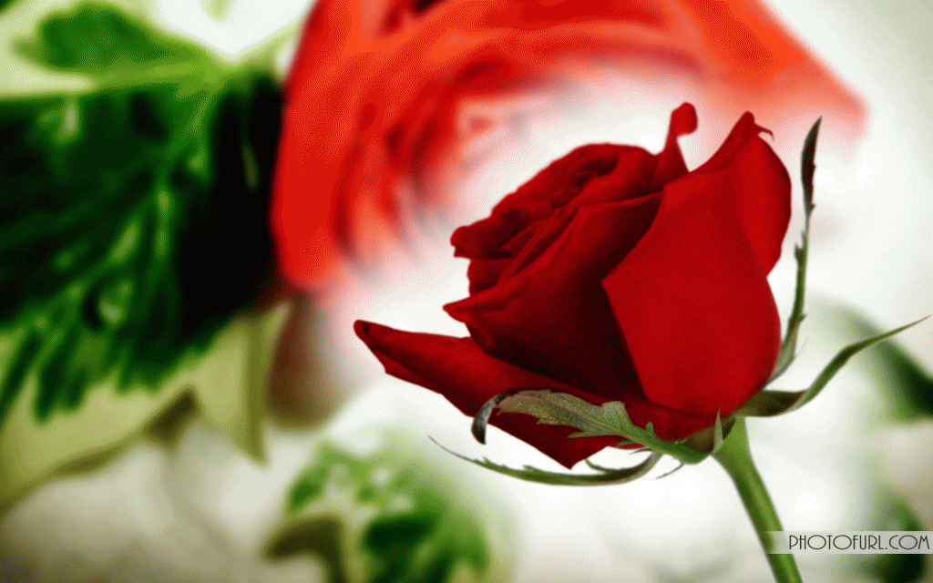 Beautiful Original Flower Desktop Wallpaper Tropical Rose