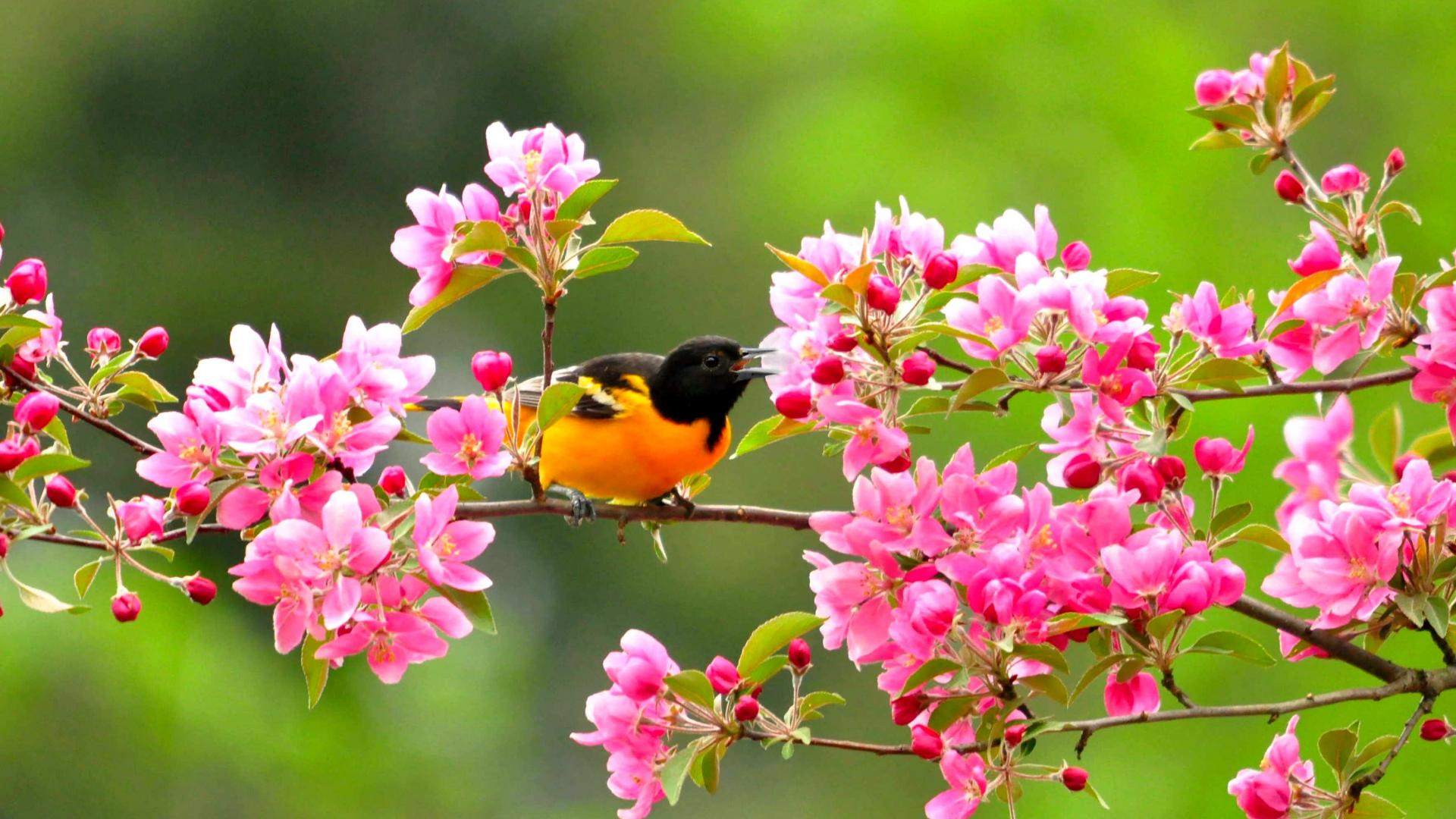 Baltimore Orioles High Quality And Resolution Wallpaper