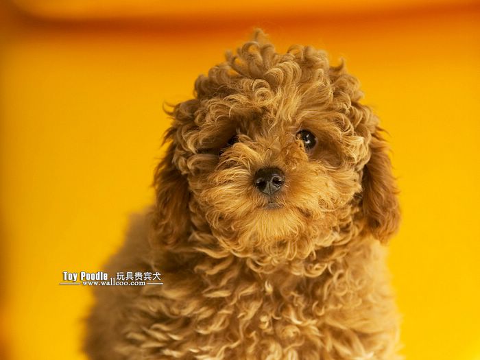 Cuddly Puppies Toy Poodle Puppy Wallpaper Lovable