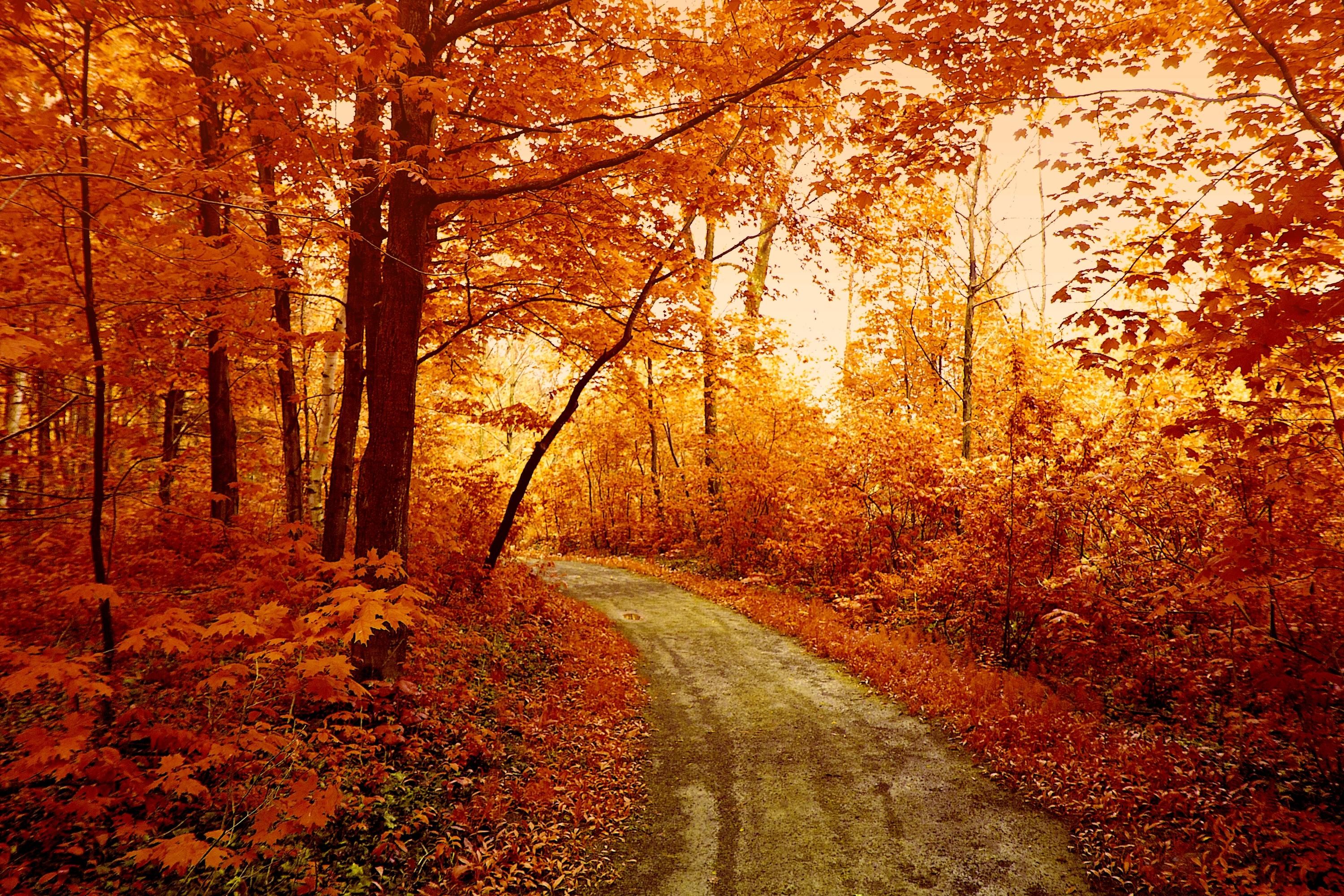  90 Autumn Forest Wallpapers WallpaperSafari