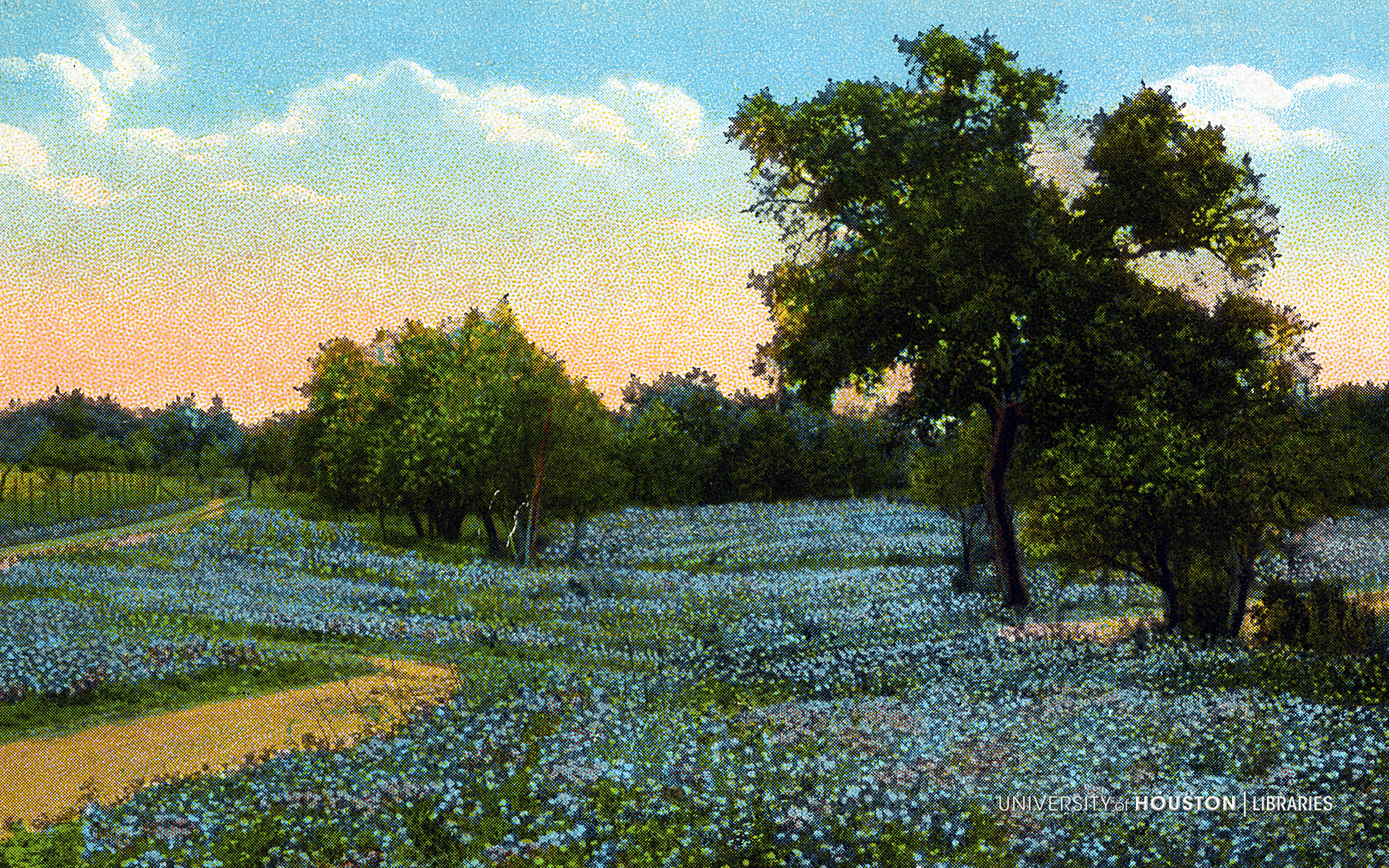 Field Of Blue Bons San Antonio Texas