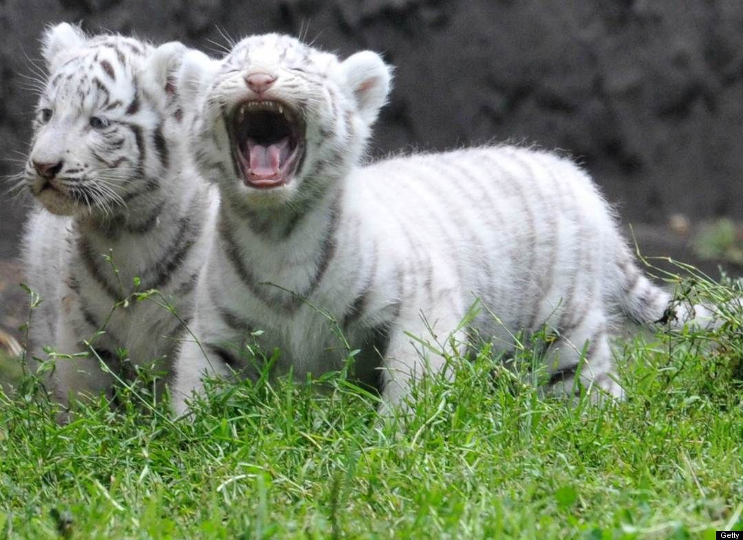 Cute Baby White Tigers Wallpaper Magz