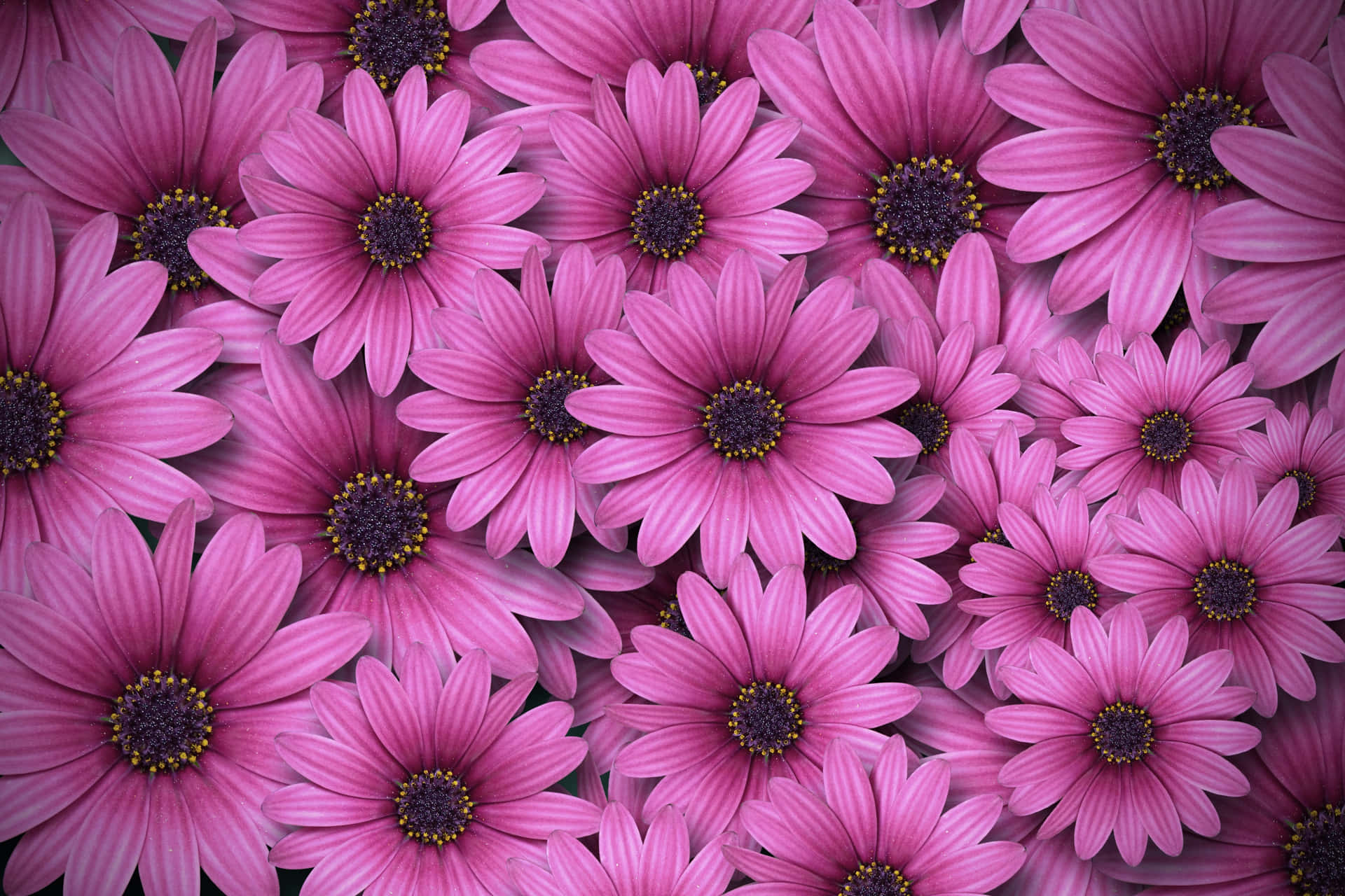 Wildflowers Ctnaadx896ntu2c1 Wallpaper