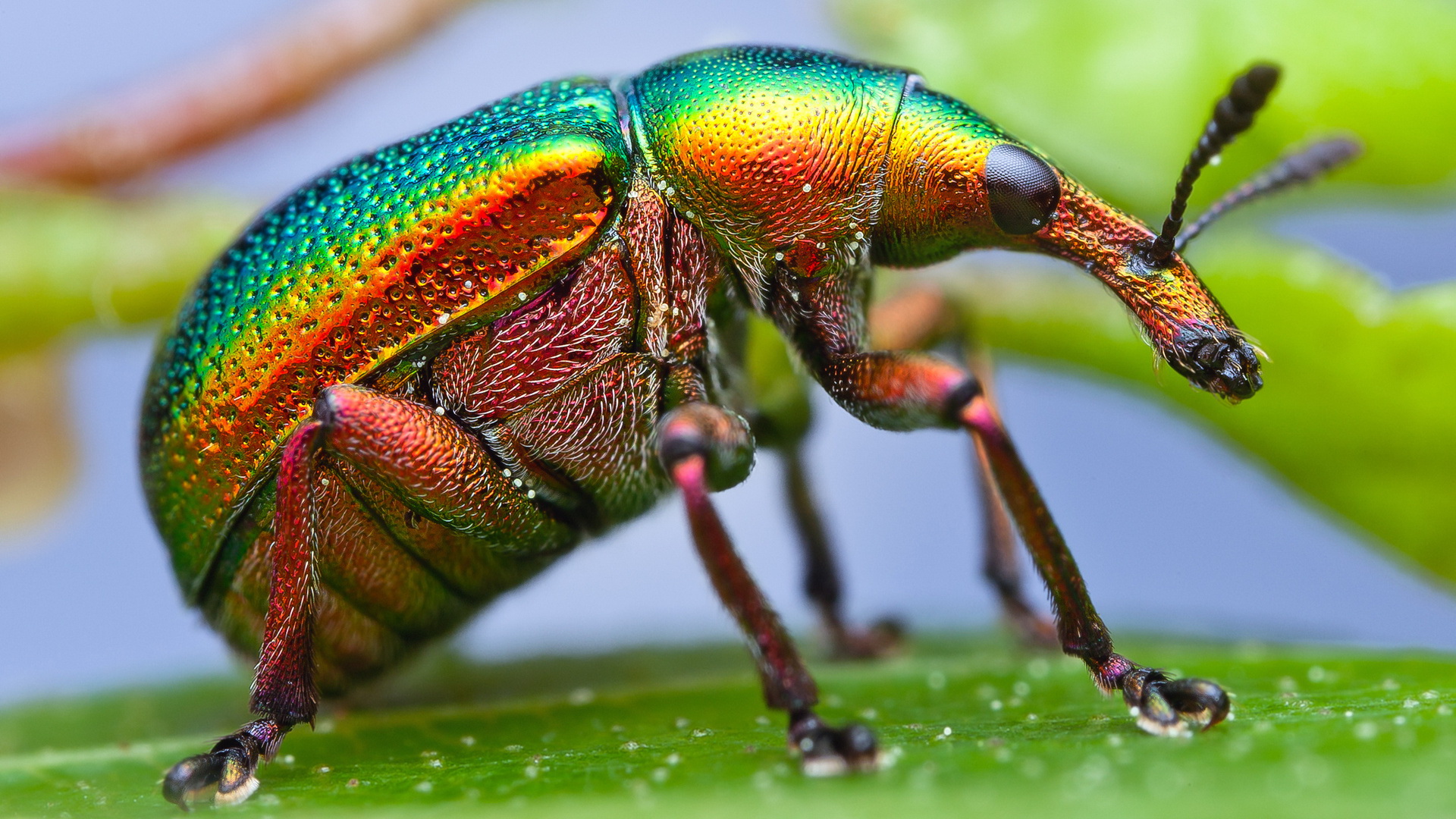 Animal Insect HD Wallpaper