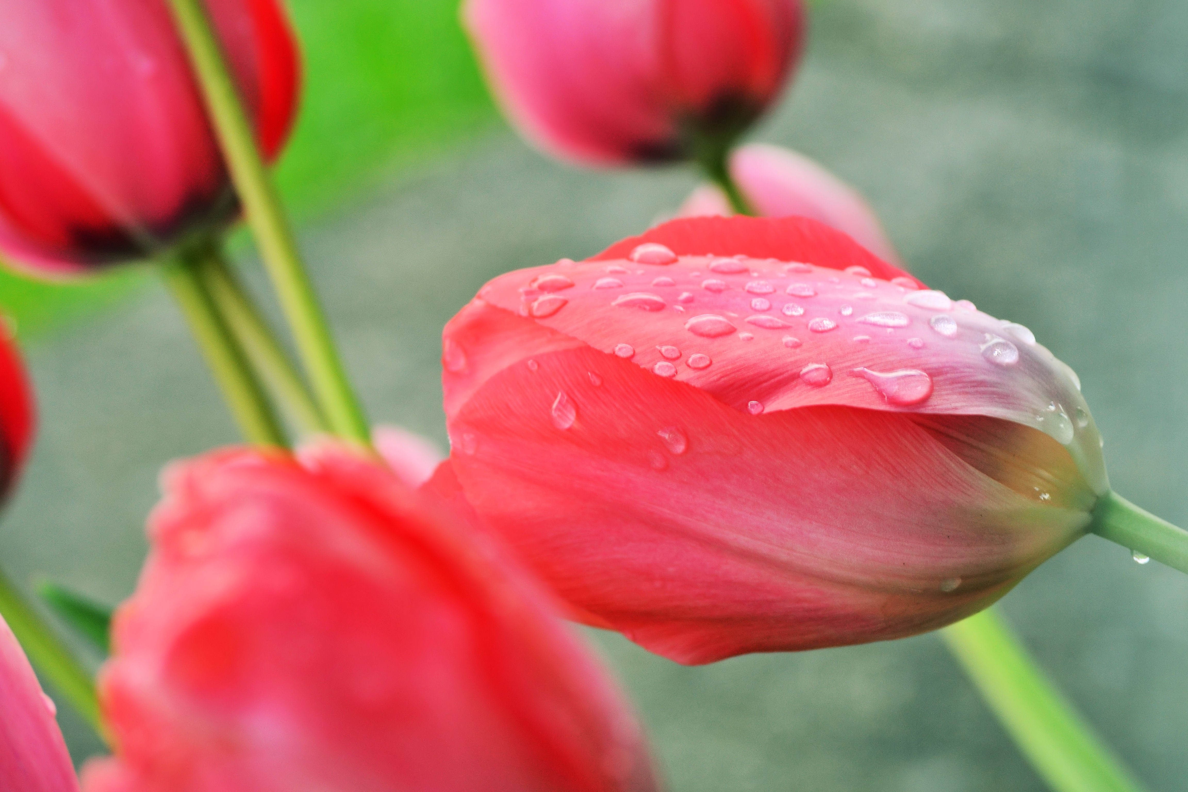 Spring Flowers Rain Tulips Fresh Daisy Wallpaper HD