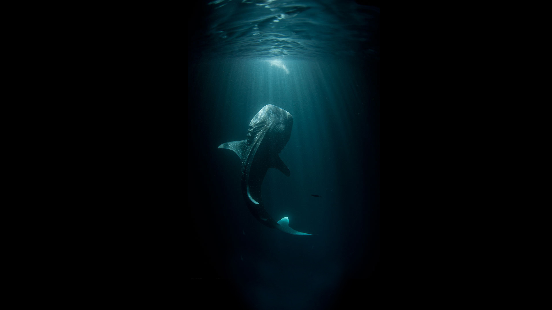 Fish Giant Underwater Ocean Black shark wallpaper background