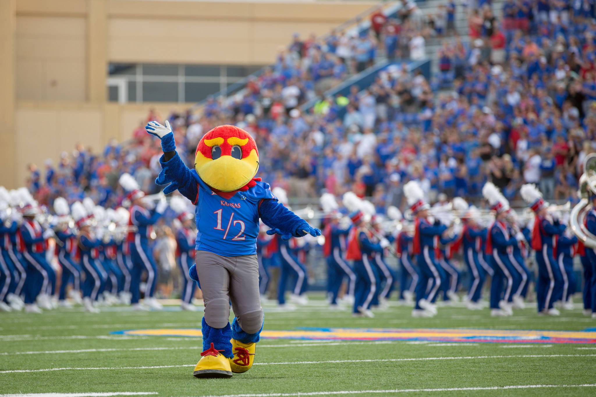 University Of Kansas Mascot On Field Wallpaper