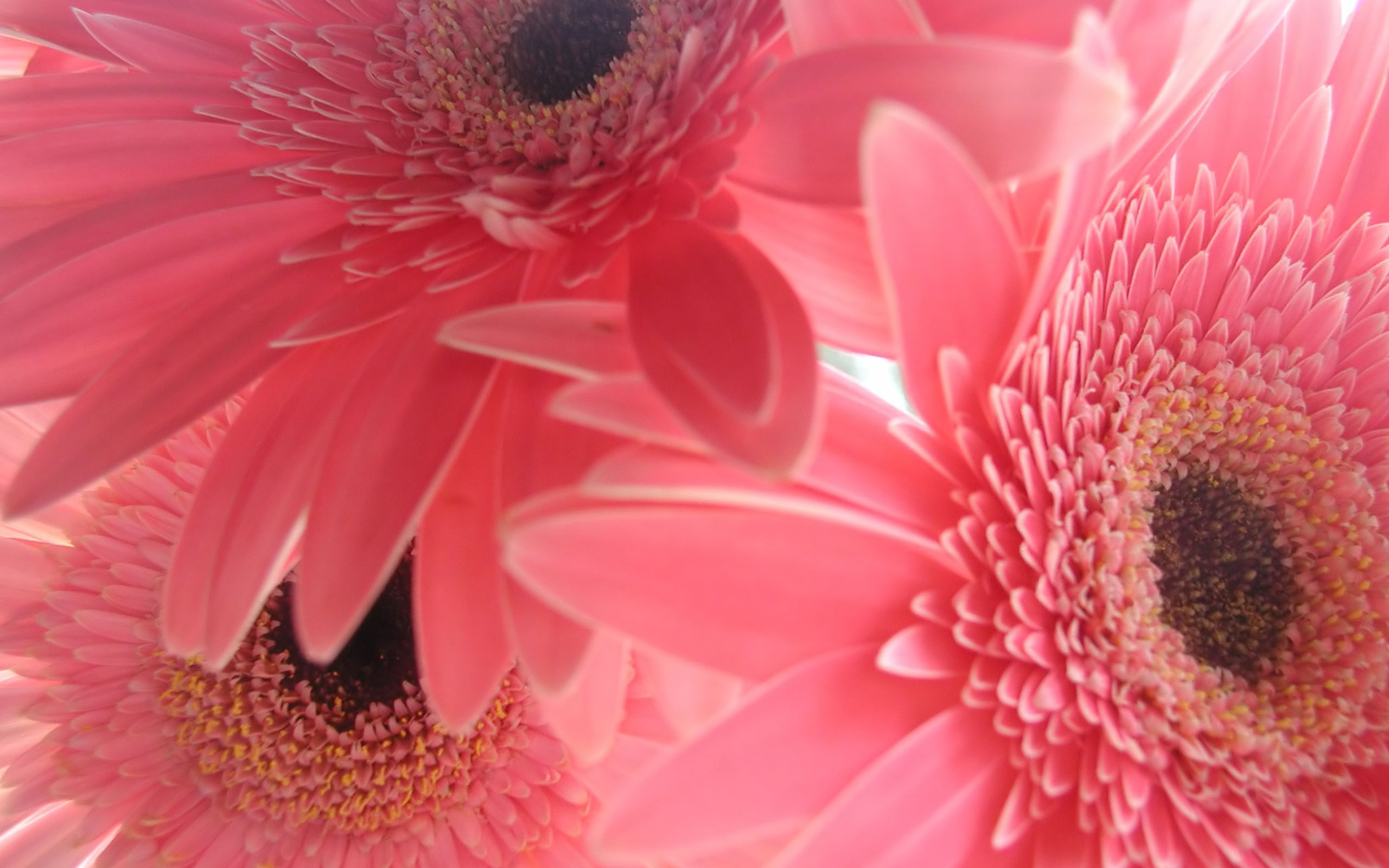Flowers pink gerbera flower gerber daisy wallpaper background 2560x1600