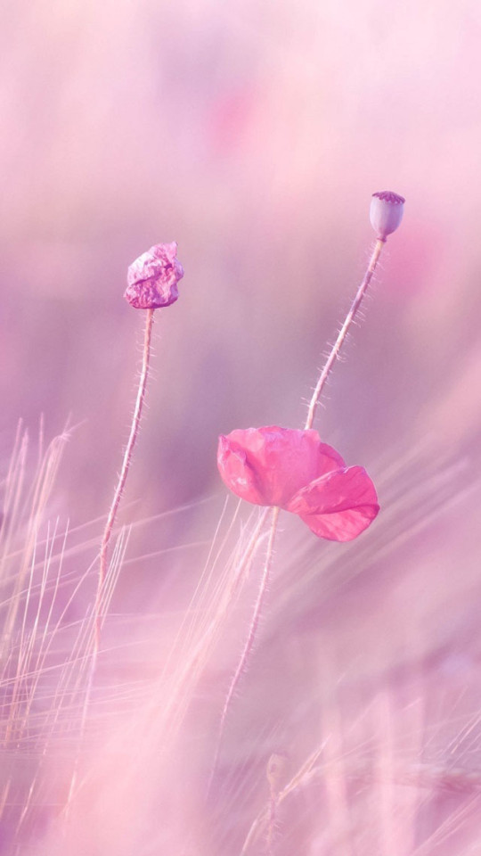 Pink Purple Flower Fields Wallpaper iPhone