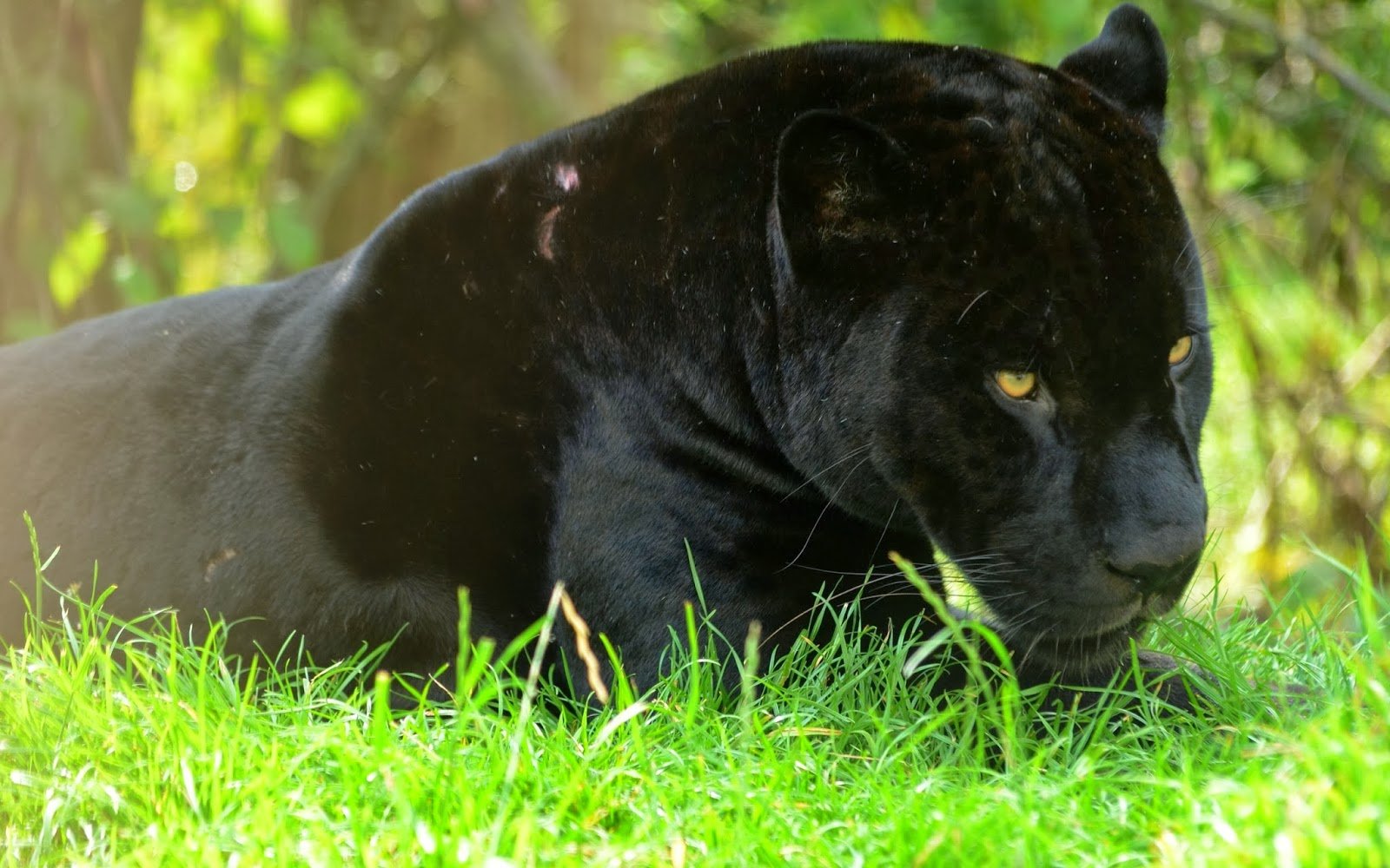 Black Panther HD Wallpapers black panther wild animal wild black 1600x1000