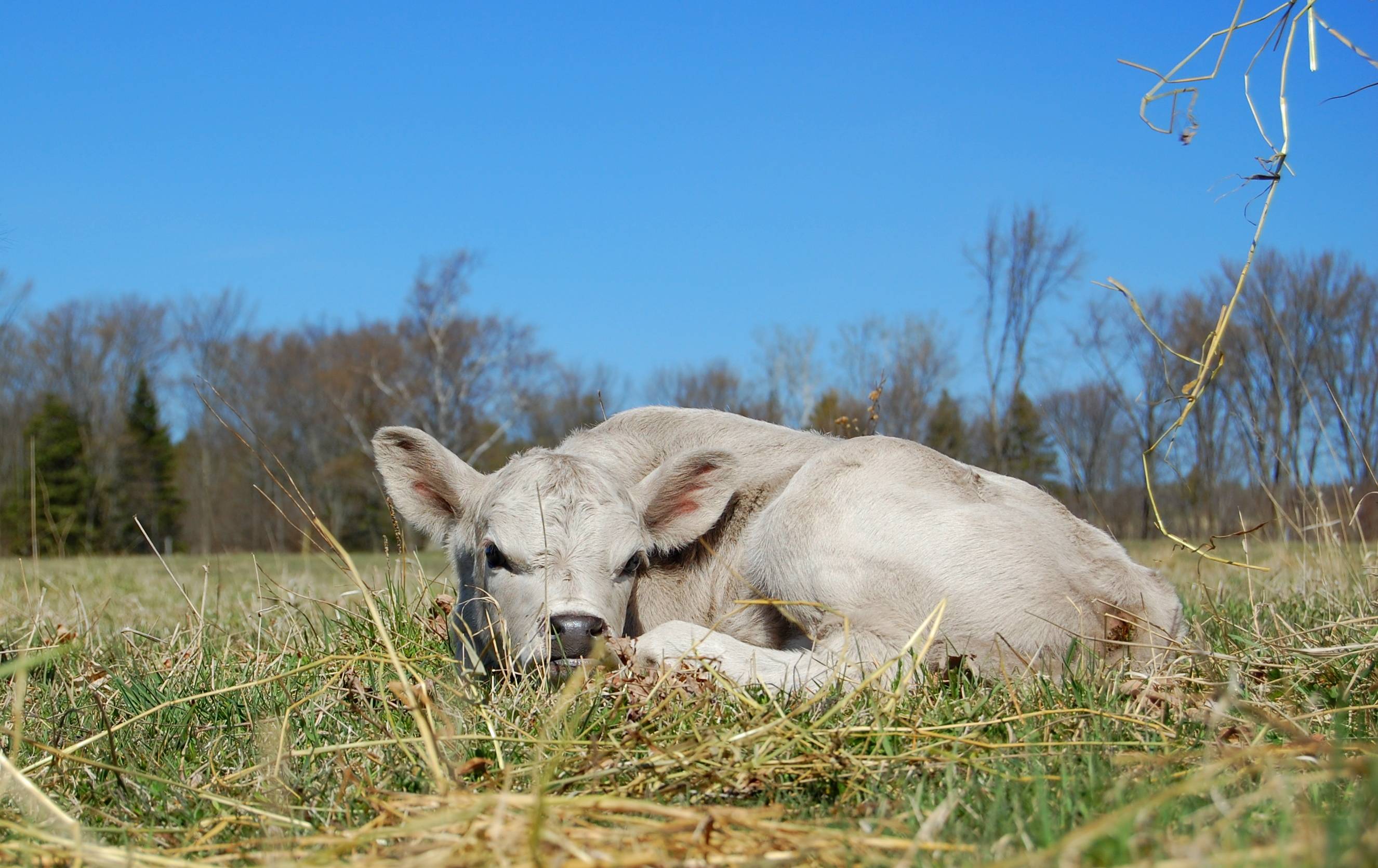 Resting White Calf Baby Farm Animals Wallpaper