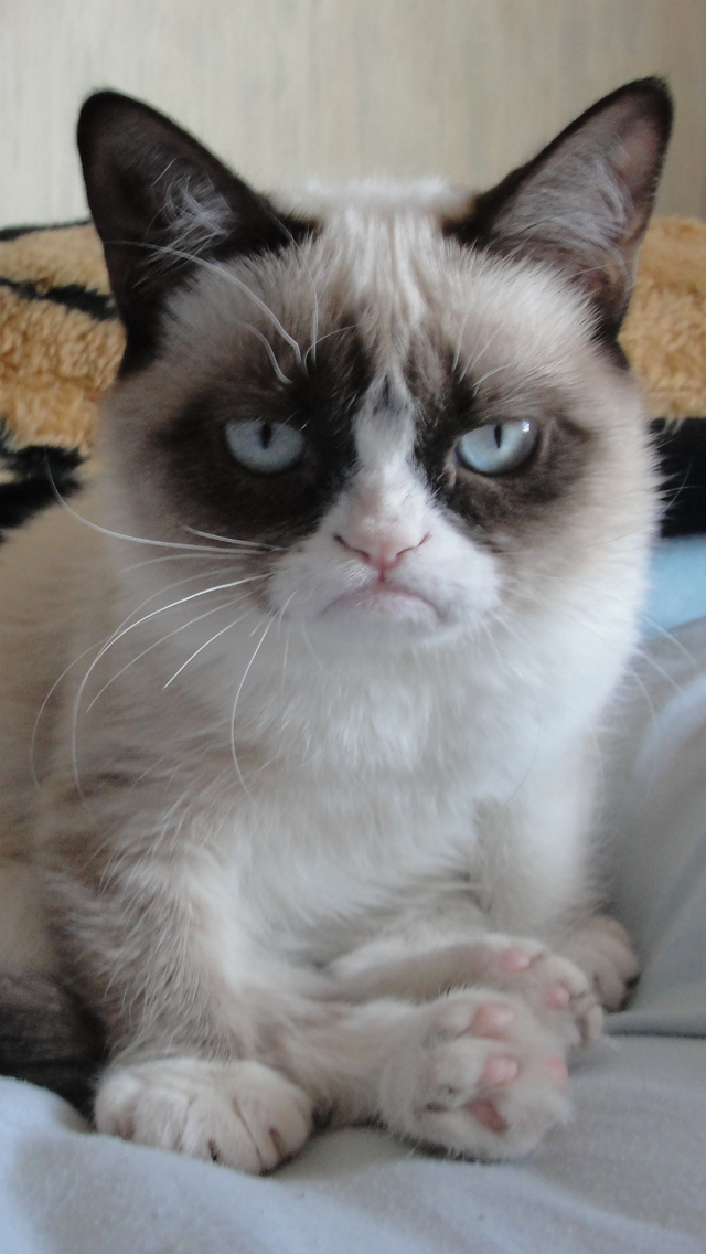 Grumpy Cat iPhone Wallpaper