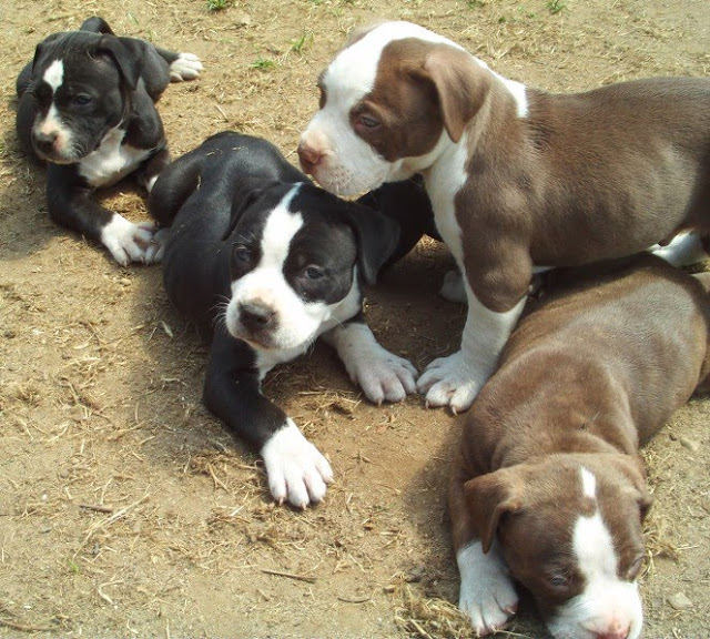 Pitbull Terrier Wallpaper Puppies