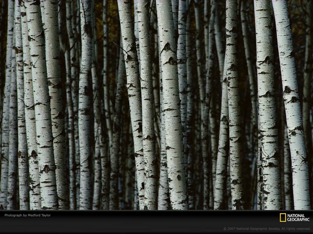 White Birch Trees Picture Desktop Wallpaper