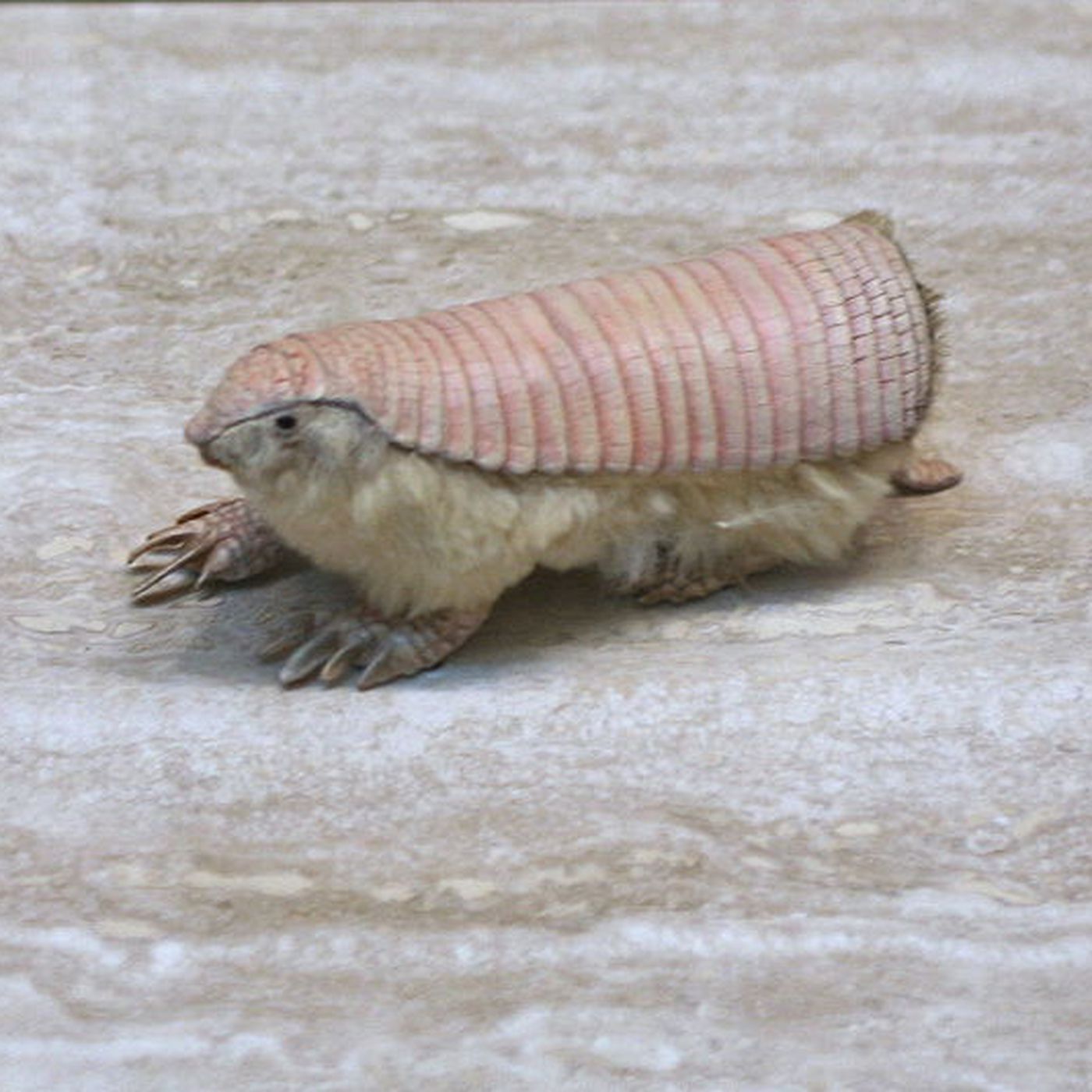 The Verge Review of Animals the pink fairy armadillo   The Verge