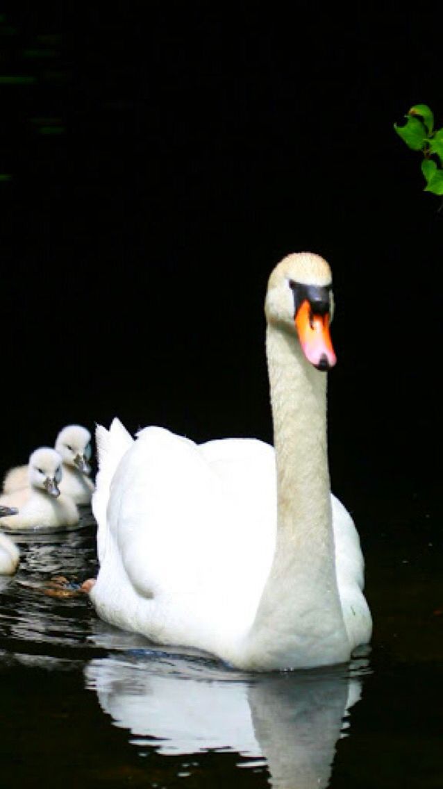 Animals Wallpaper iPhone