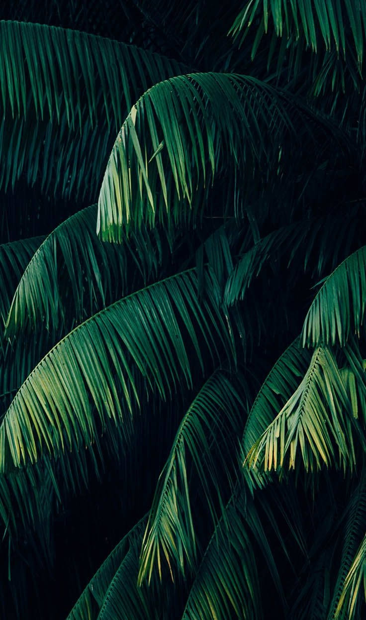 Plants iPhone Wallpaper