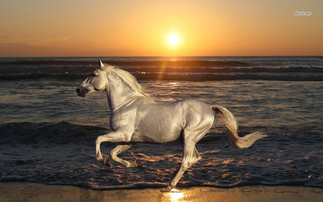 White Horse At The Beach Wallpaper Animal