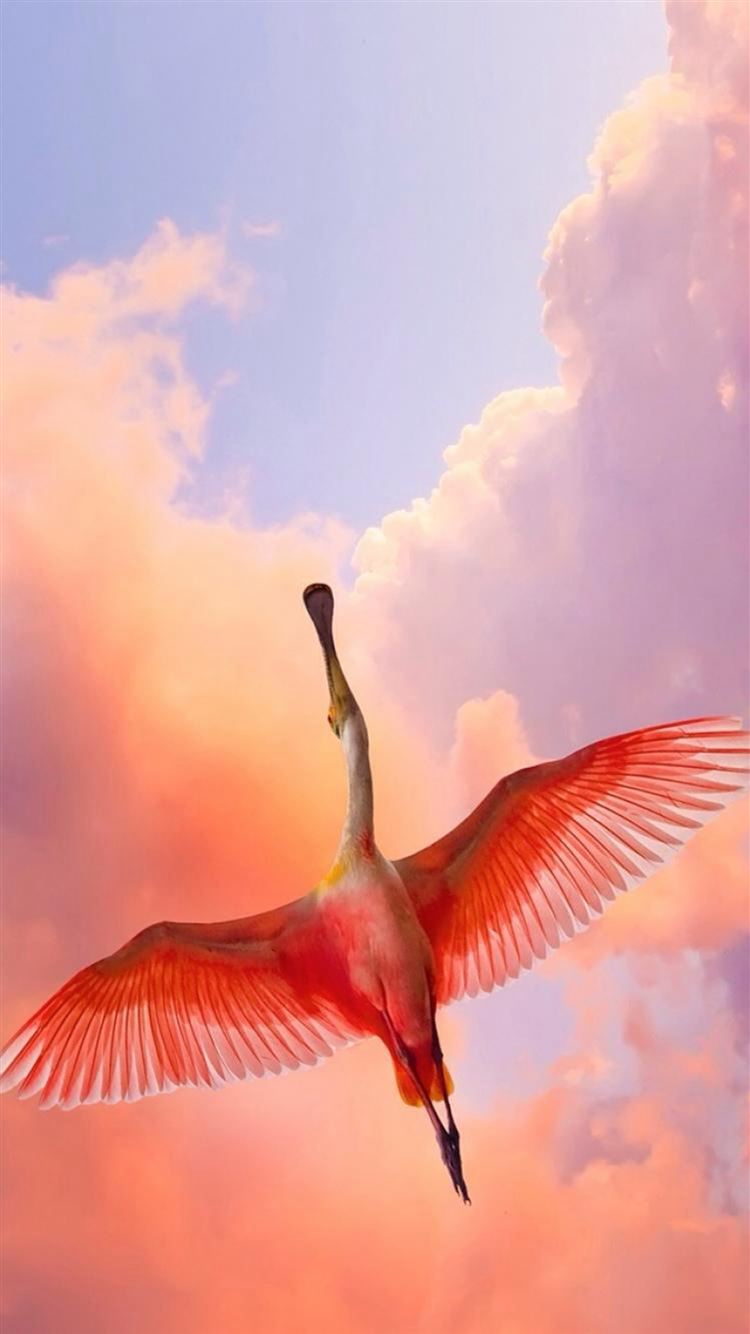 Flamingo Bird Flying Sky iPhone Wallpaper