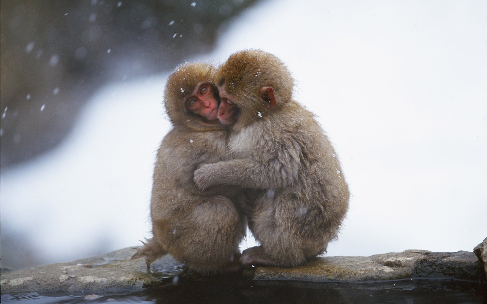 Frozen Monkeys Wallpaper And Image Pictures Photos