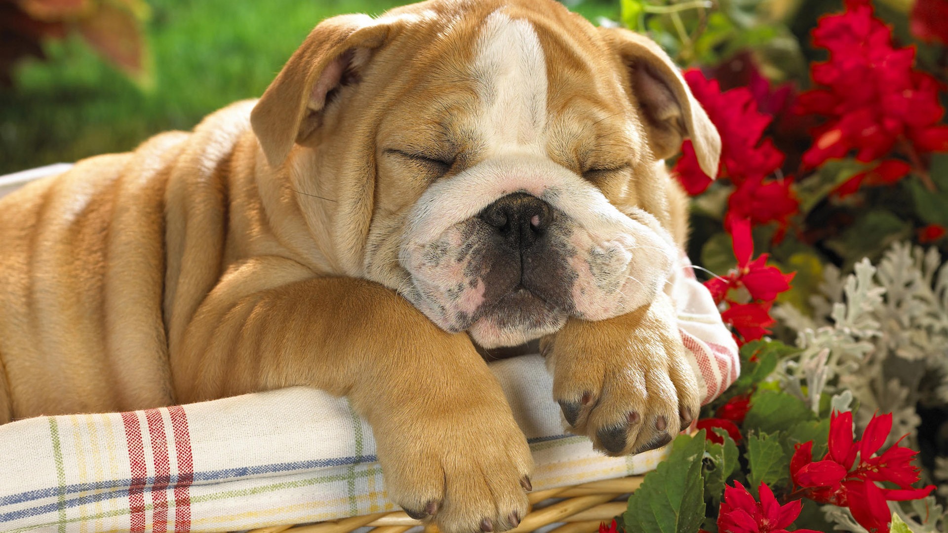 A cute bulldog puppy sleeping peacefully in a basket, surrounded by flowers