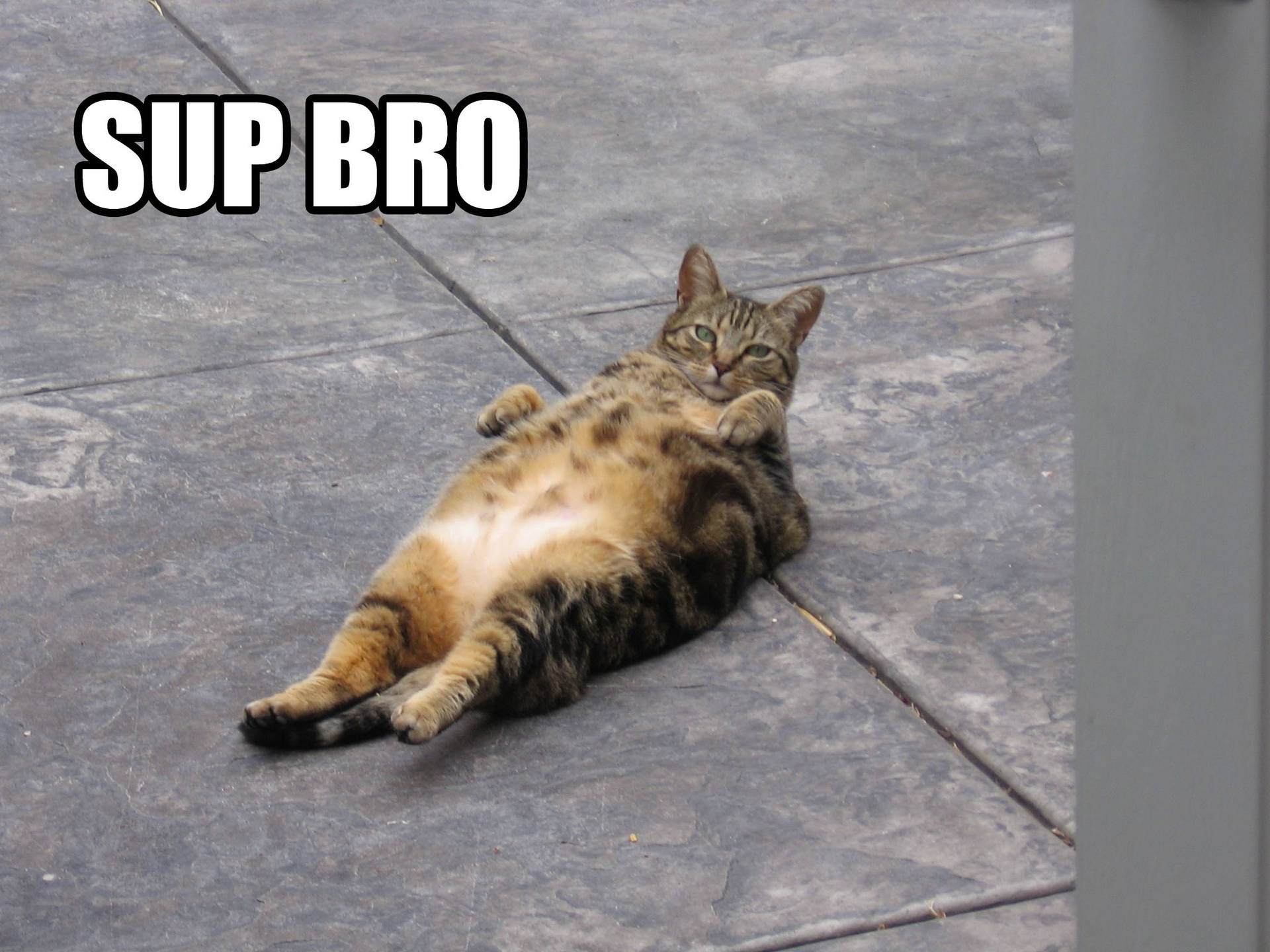 Cat Meme Picture Wallpaper